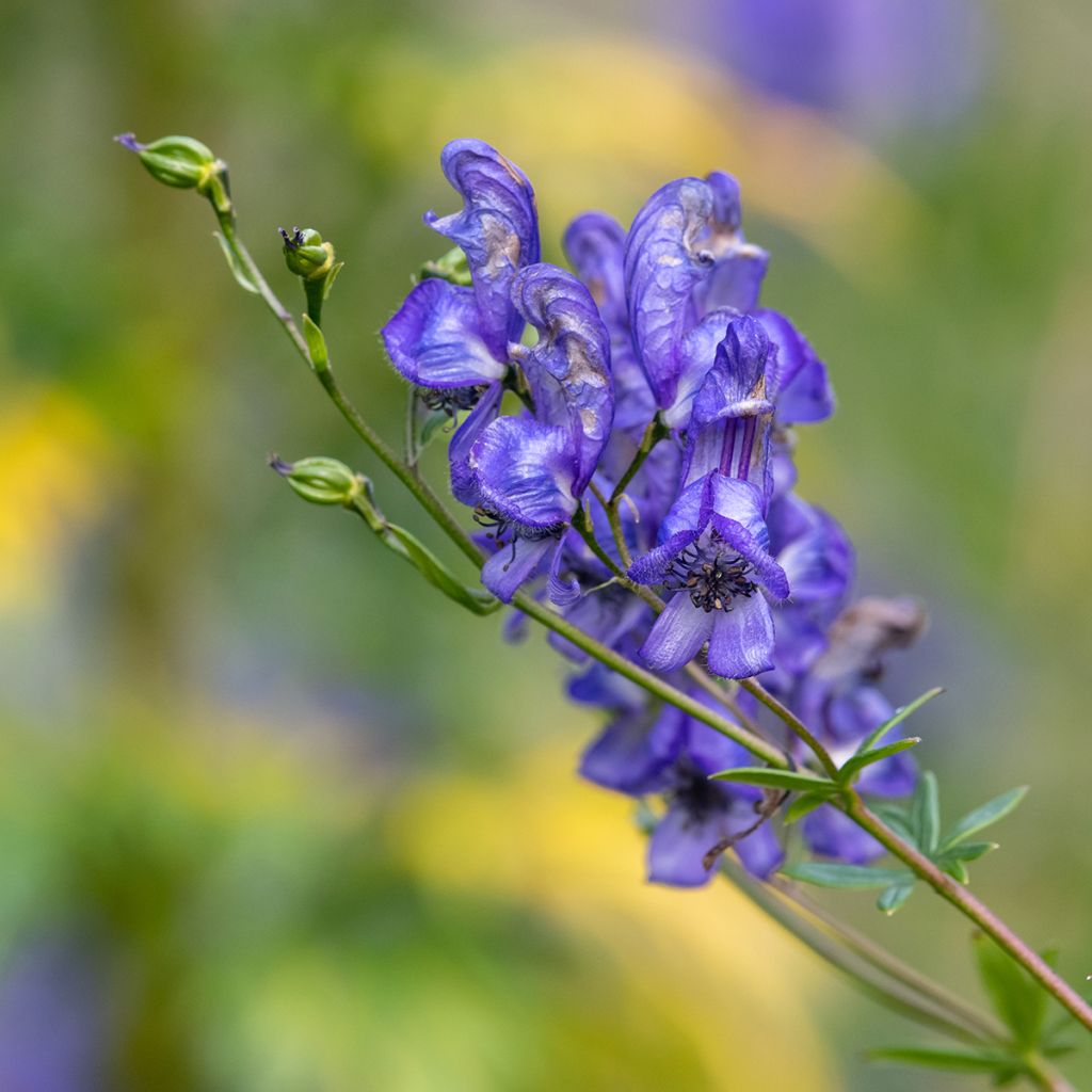 Aconitum napellus - Aconit napel