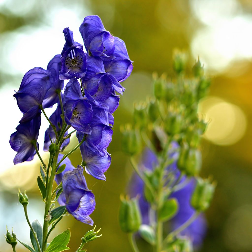 Aconitum napellus - Aconit napel