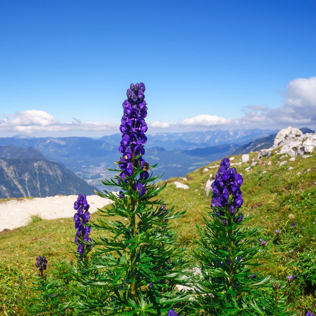 Aconitum napellus - Aconit napel