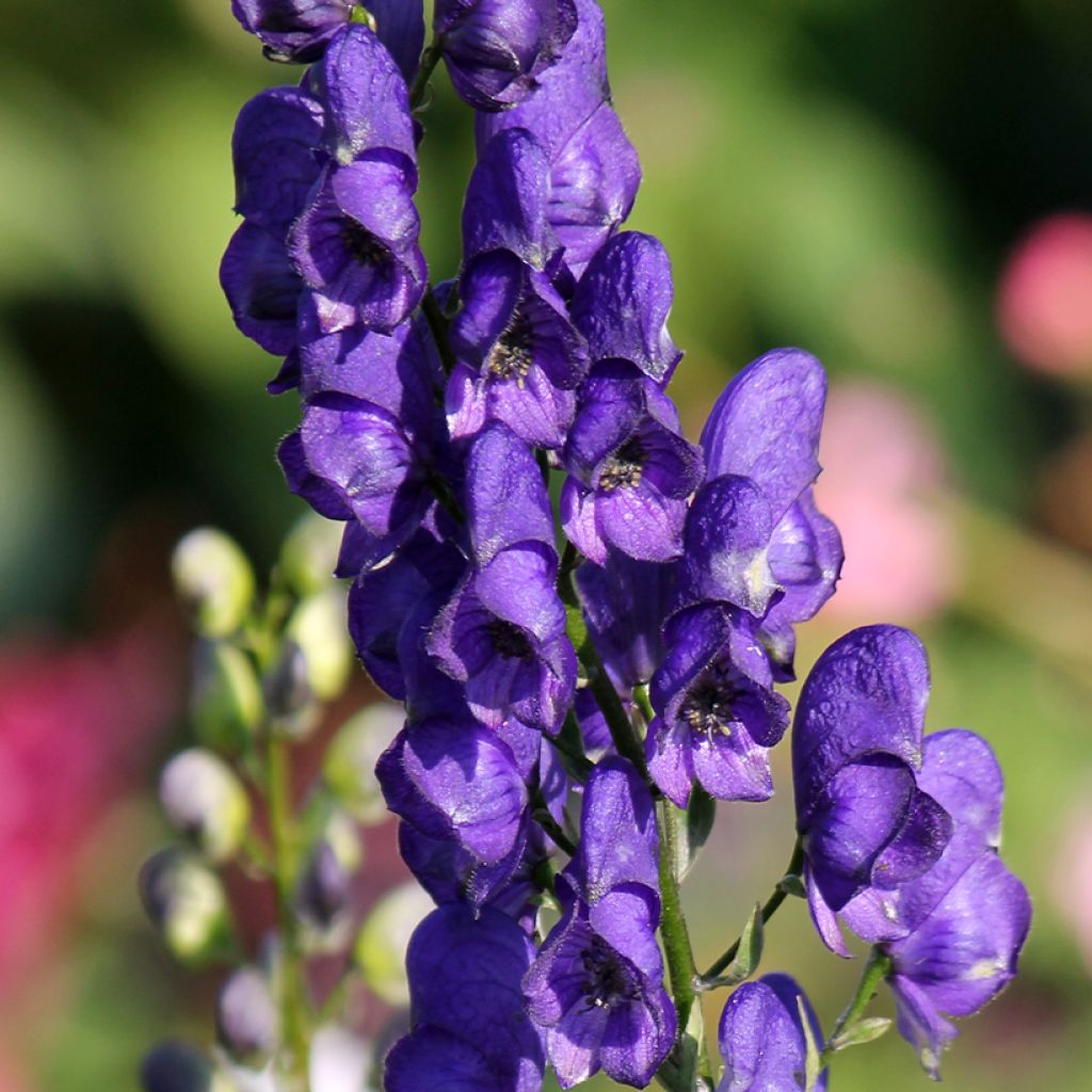 Aconitum napellus - Aconit napel