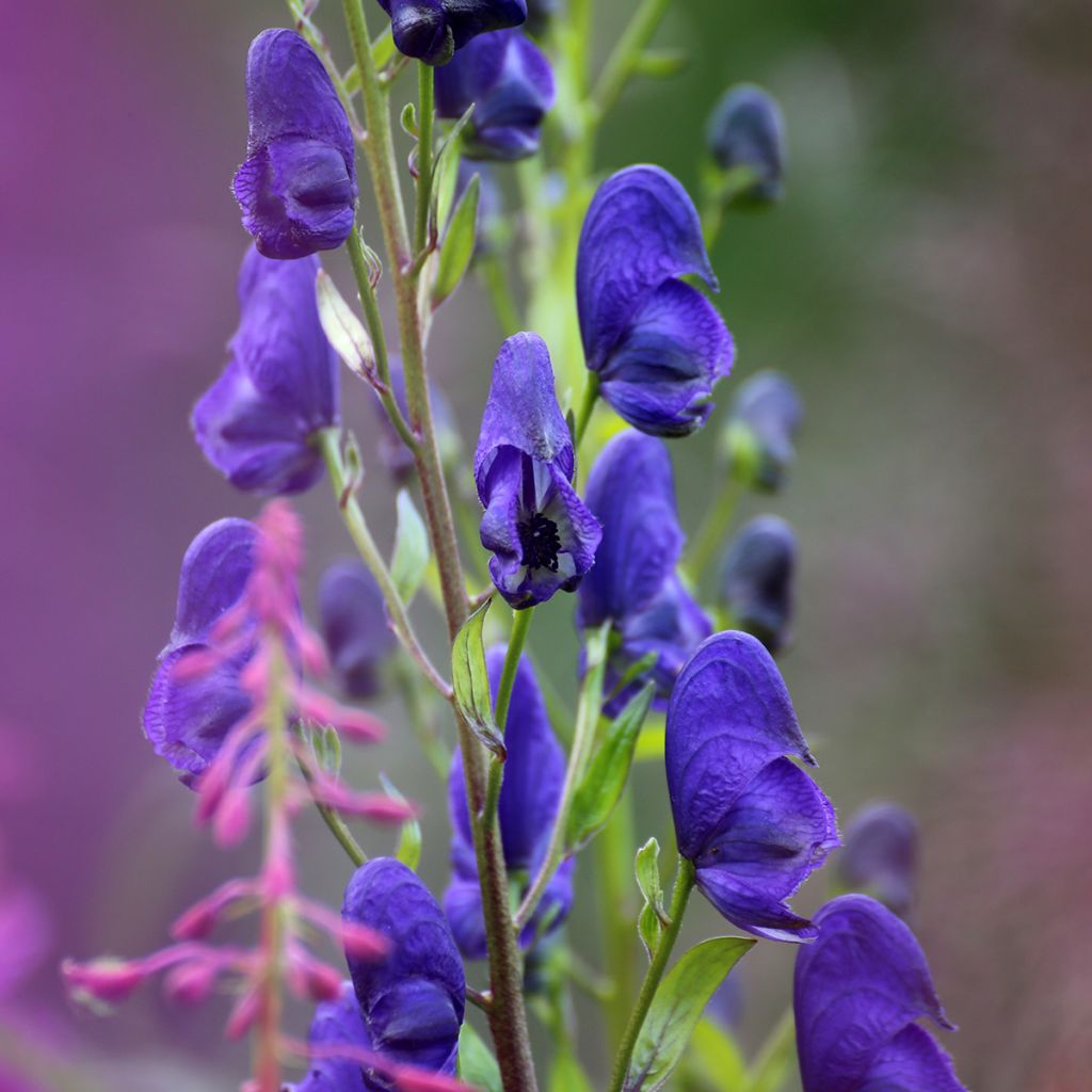 Aconitum napellus - Aconit napel