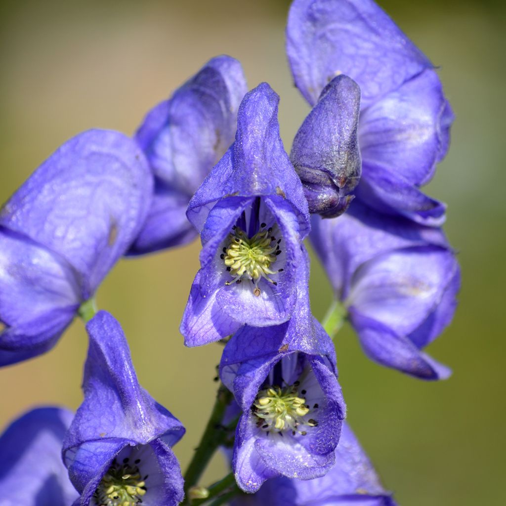 Aconitum napellus - Aconit napel