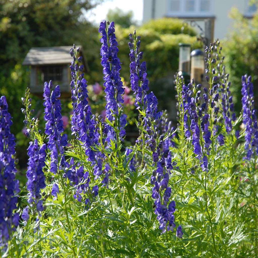 Aconitum napellus - Aconit napel