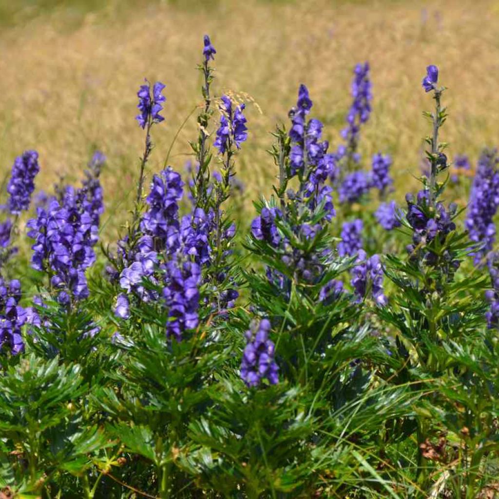 Aconite, Aconitum napellus ssp. vulgare