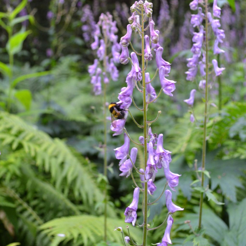 Aconite, Aconitum scaposum