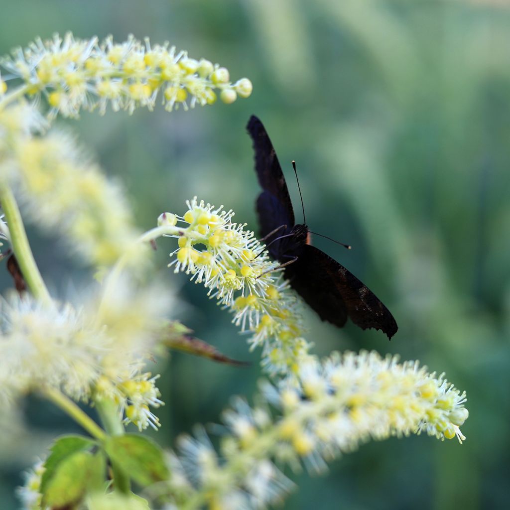 Actaea dahurica (Cimicifuga) - Cierge d'argent