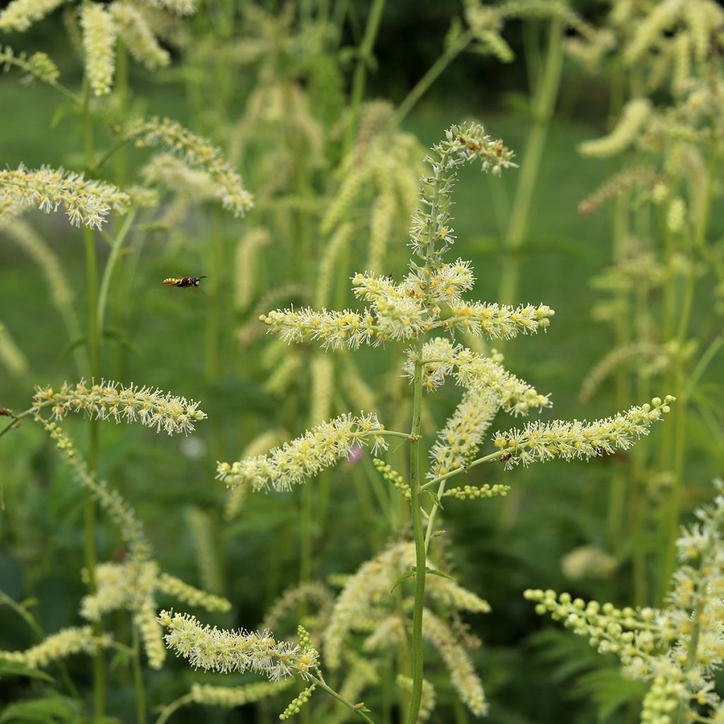 Actaea dahurica (Cimicifuga) - Cierge d'argent