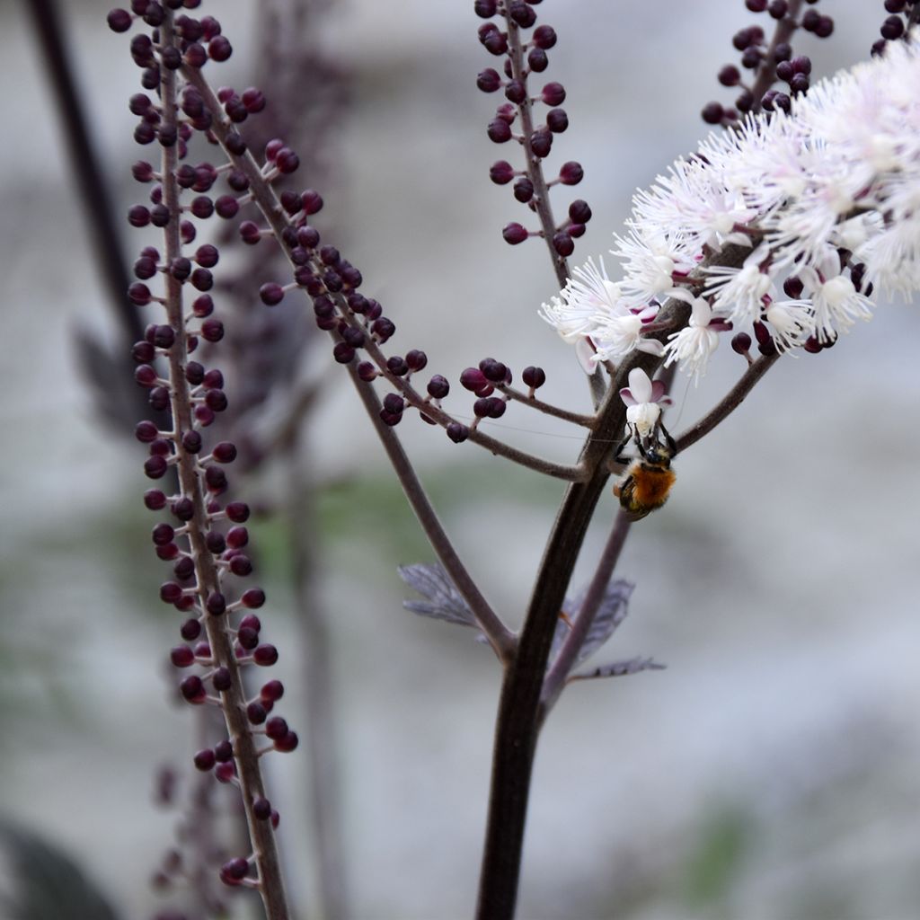 Cierge d'argent - Actaea hybride Queen of Sheba