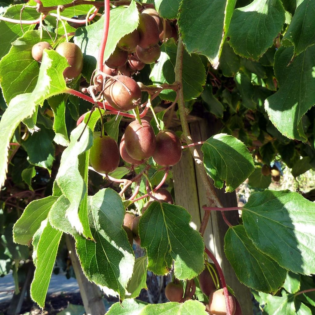 Actinidia arguta Purpurea - Kiwai pourpre femelle