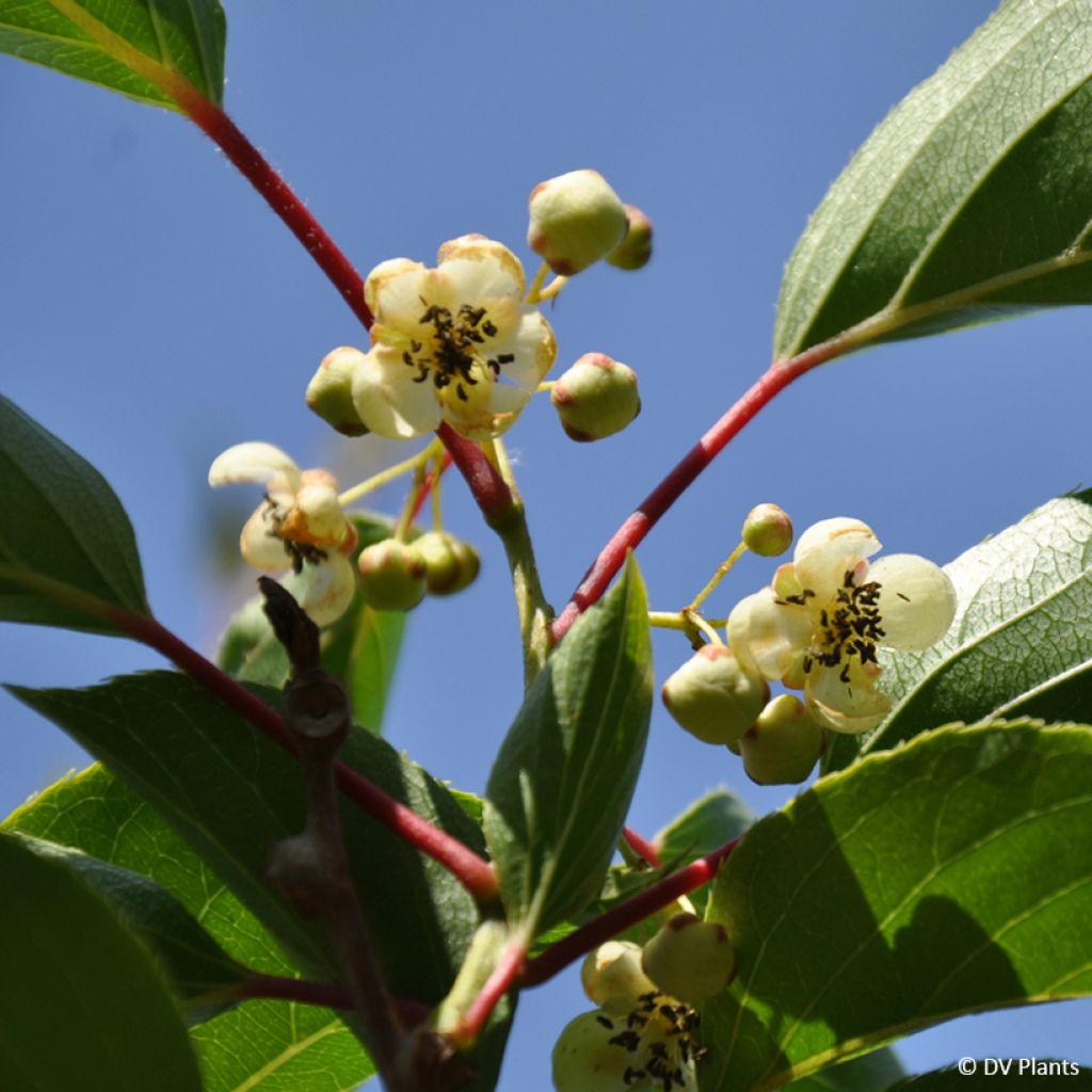 Kiwai mâle Weima - Actinidia arguta