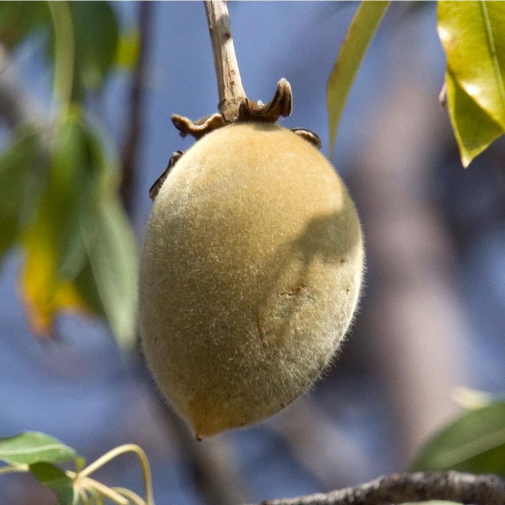 Adansonia digitata - Baobab africain