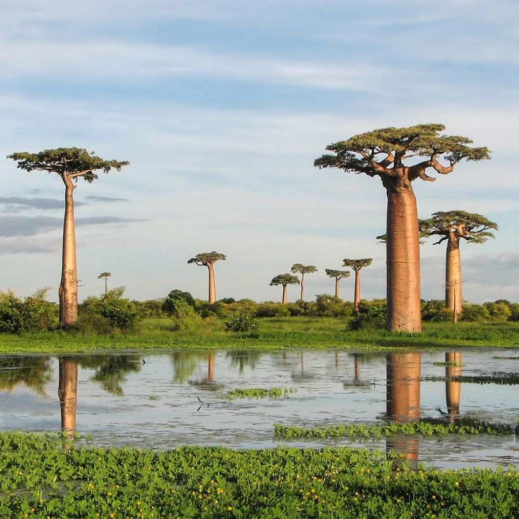 Adansonia grandidieri - Baobab de Madagascar