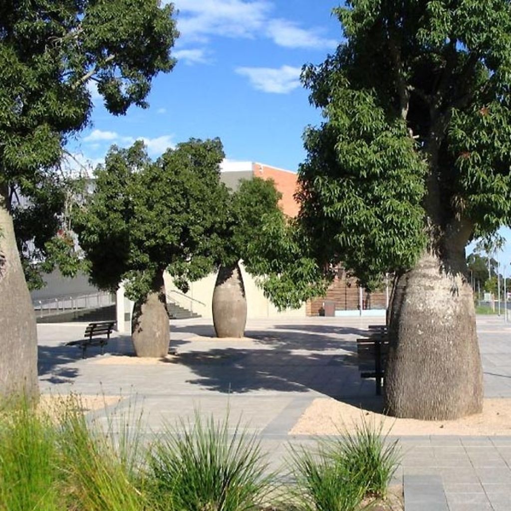 Adansonia gregorii - Petit Baobab australien