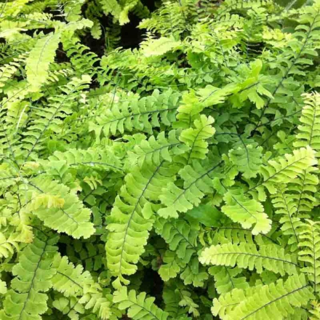 Adiantum ped. Imbricatum - Capillaire du Canada