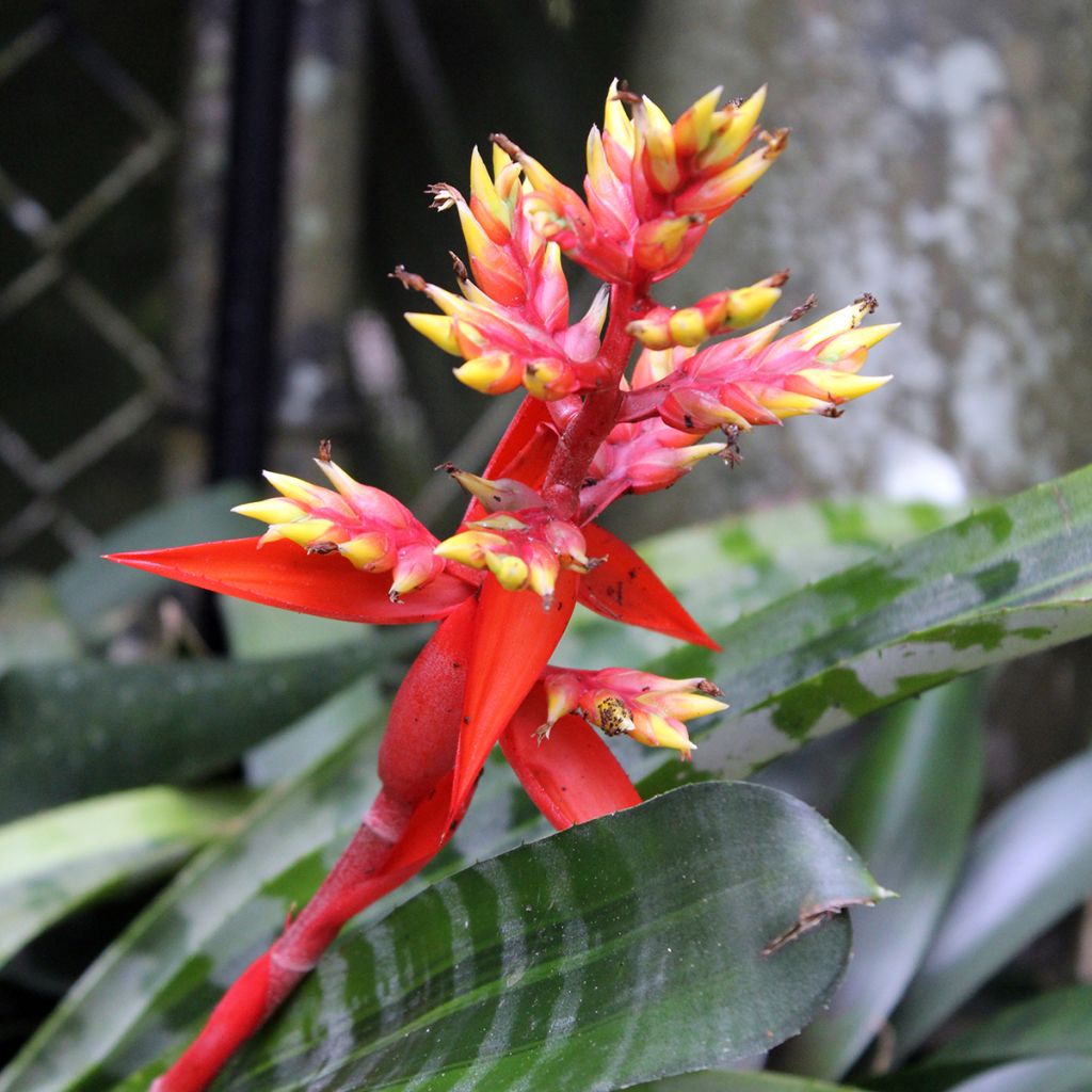 Aechmea Rebecca