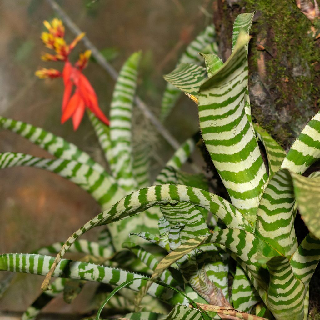 Aechmea Rebecca