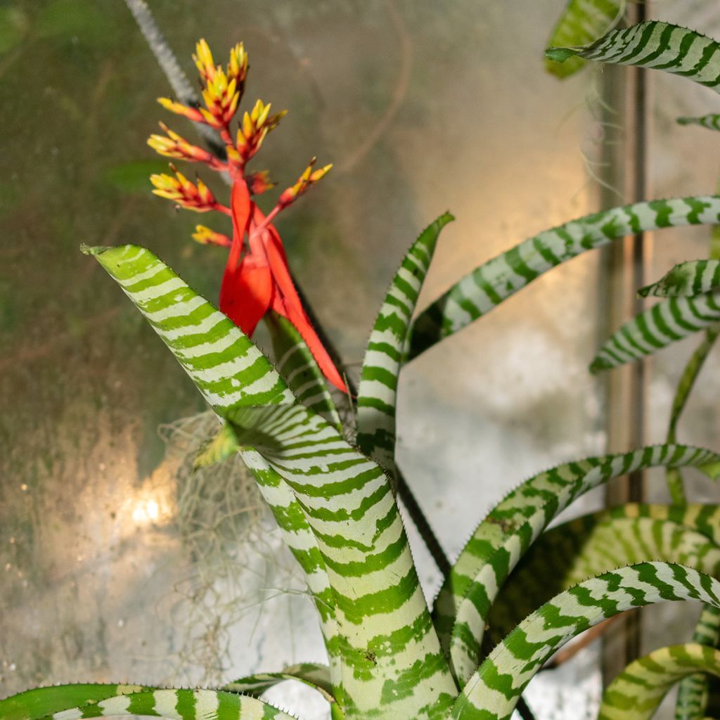 Aechmea Rebecca