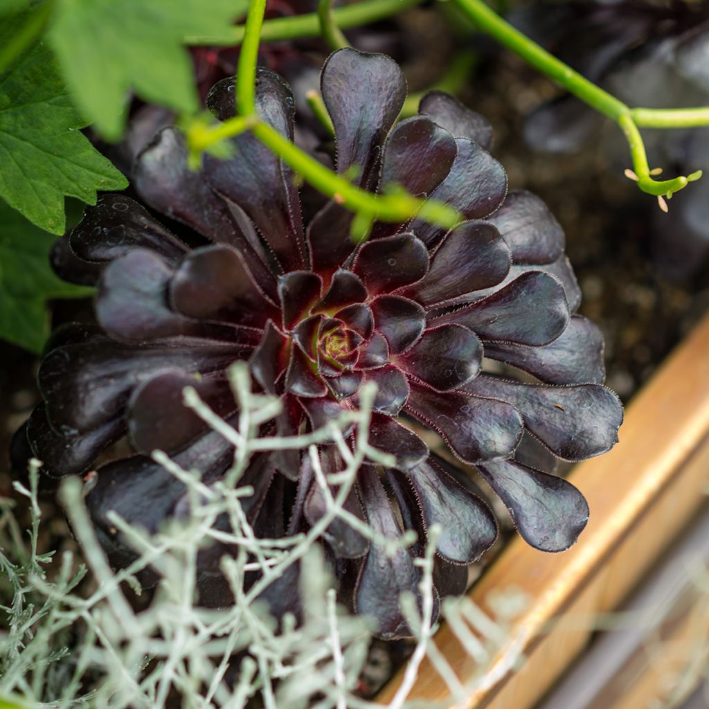 Aeonium arboreum Schwarzkopf - Aéonium en arbre