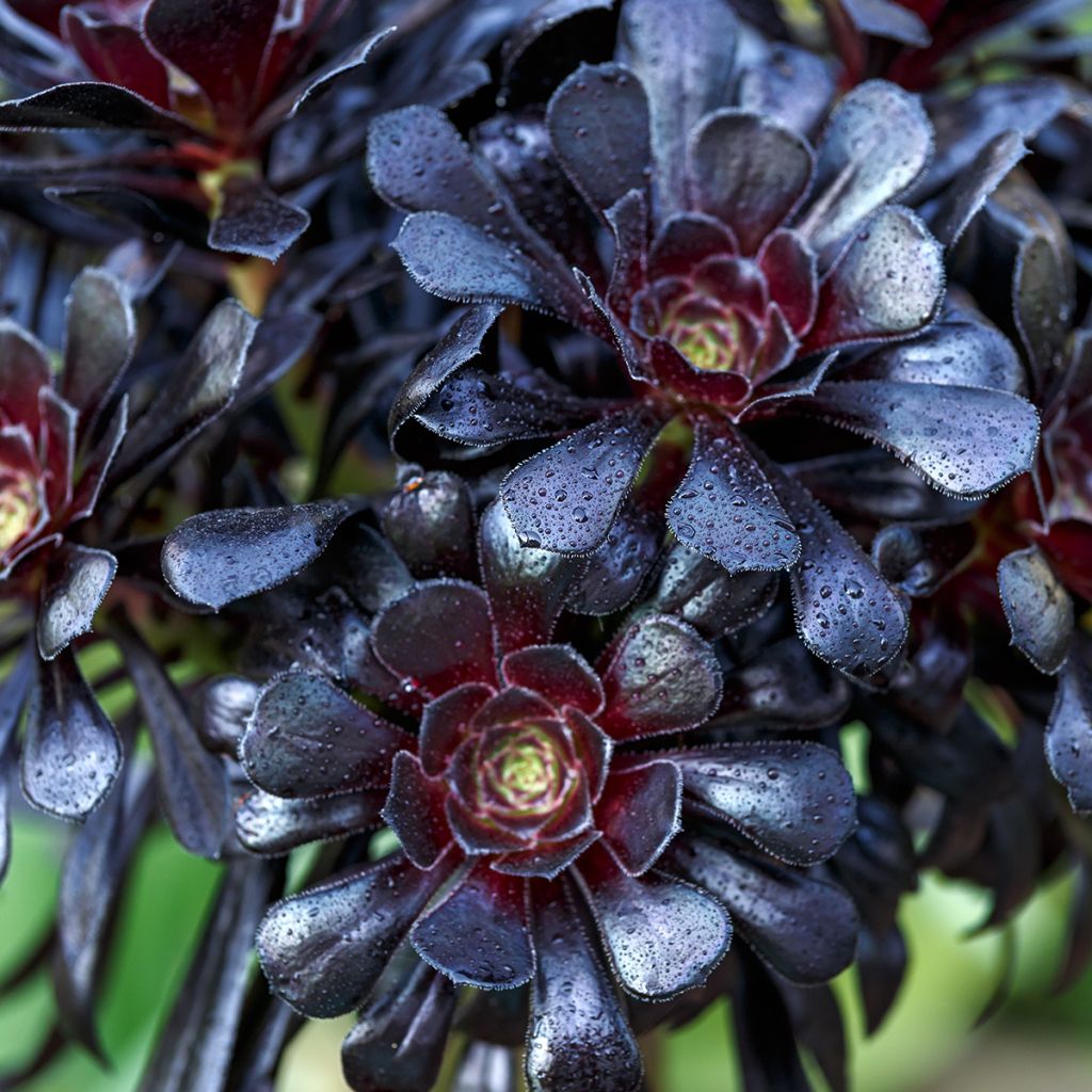 Aeonium arboreum Schwarzkopf - Aéonium en arbre