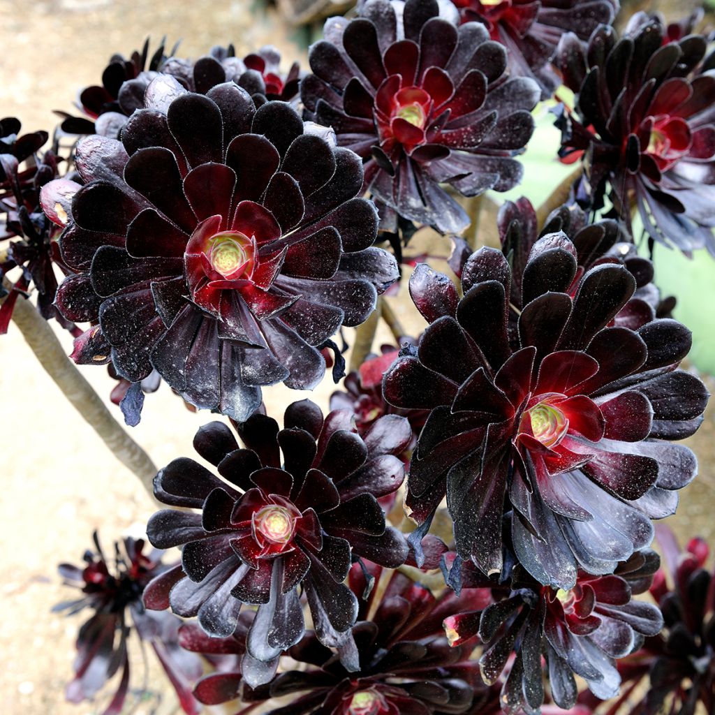 Aeonium arboreum Schwarzkopf - Aéonium en arbre