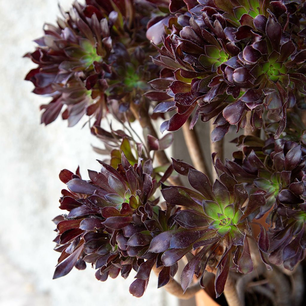 Aeonium arboreum Schwarzkopf - Aéonium en arbre