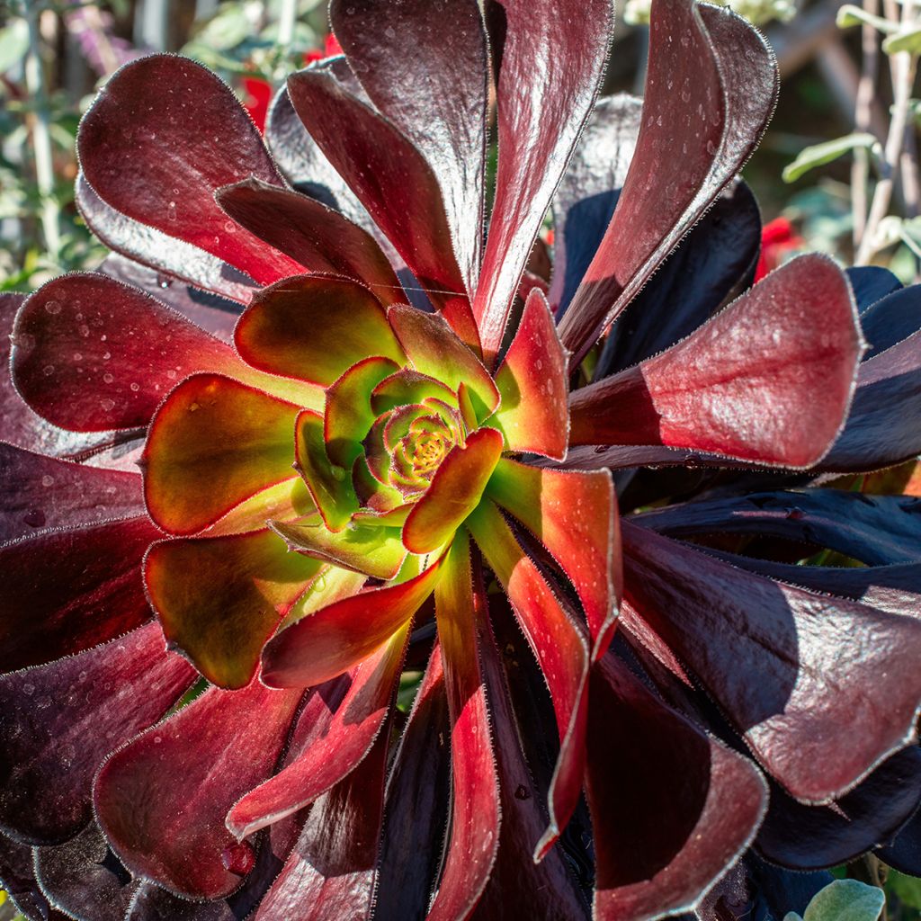 Aeonium arboreum Schwarzkopf - Aéonium en arbre