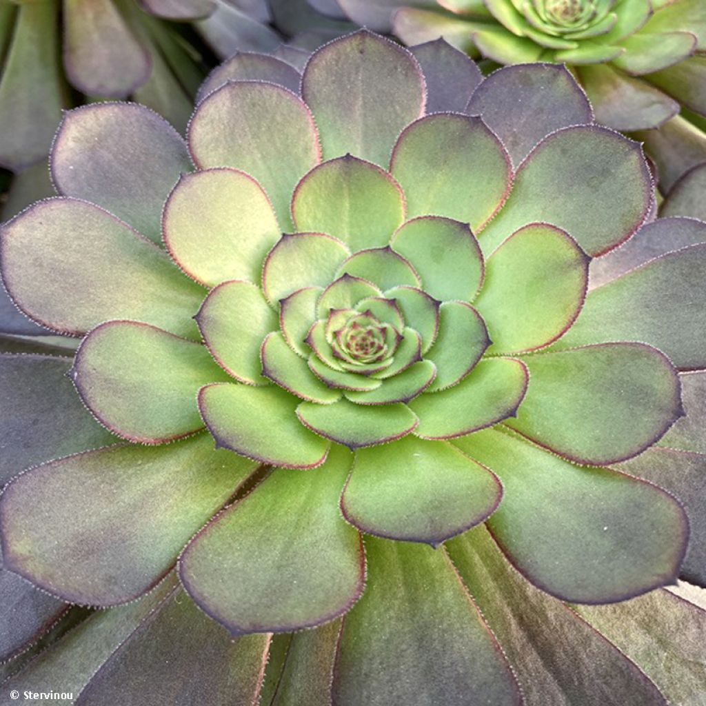 Aeonium arboreum Tip Top - Aéonium en arbre