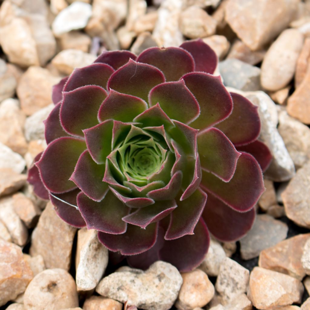 Aeonium arboreum Tip Top - Aéonium en arbre