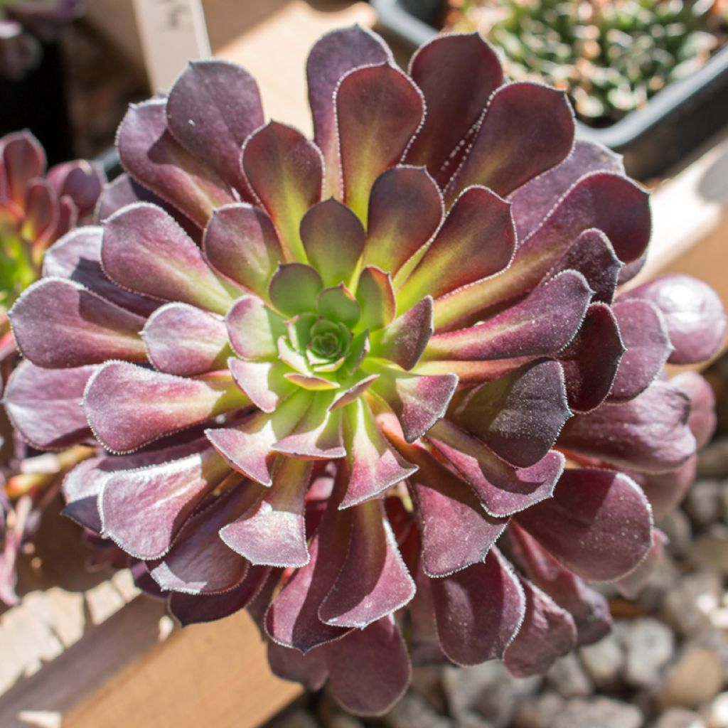 Aeonium arboreum Tip Top - Aéonium en arbre