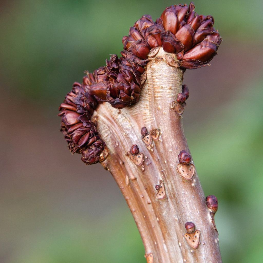 Aesculus hippocastanum Monstrosa - Marronnier commun