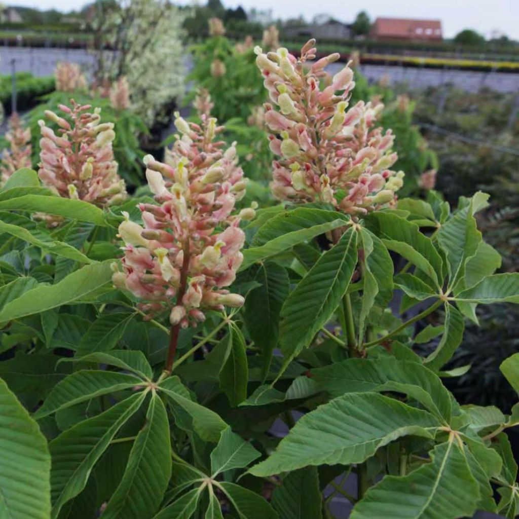 Maronnier nain - Aesculus mutabilis Induta