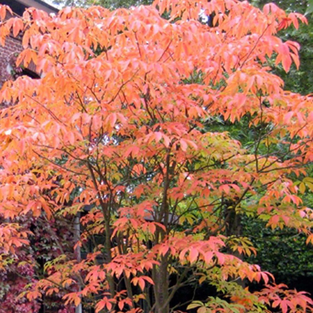 Marronnier d'ornement Autumn Fire - Aesculus neglecta