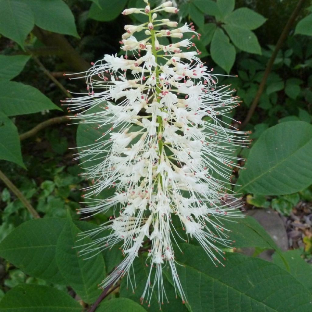 Pavier blanc - Aesculus parviflora