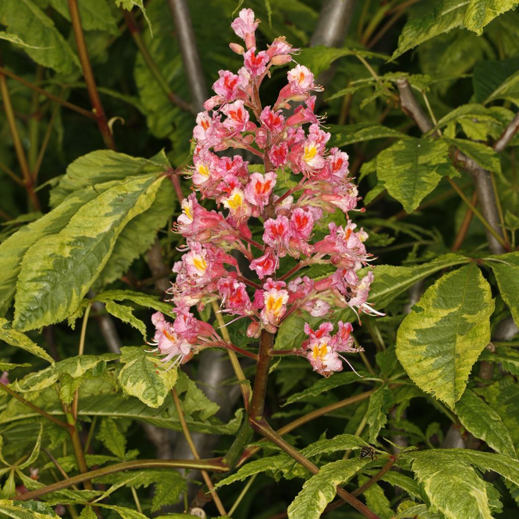 Aesculus x carnea Marginata - Marronnier à fleurs rouges