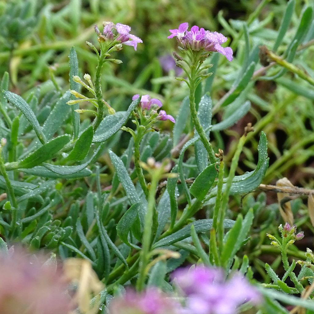 Aethionema Warley Ruber