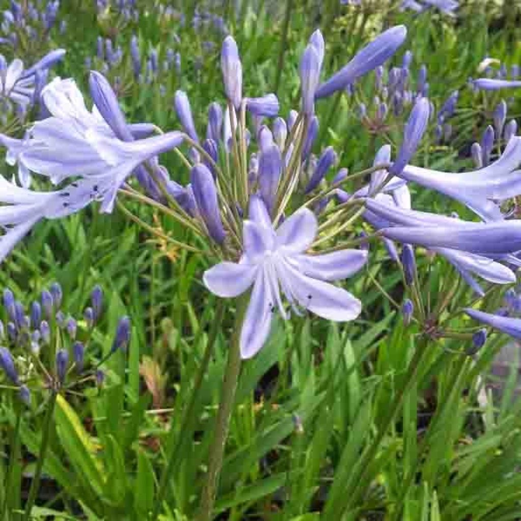 Agapanthe ou Agapanthus Docteur Brouwer