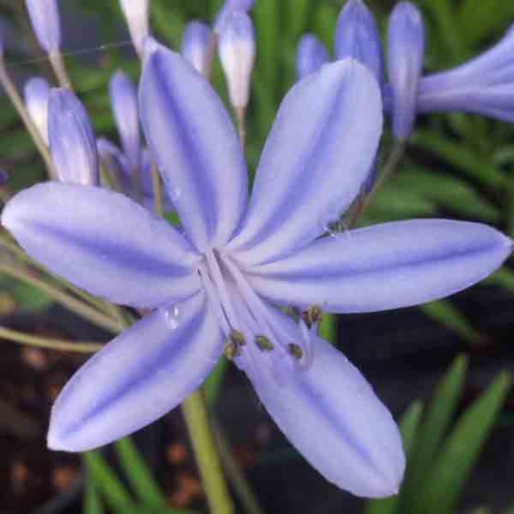 Agapanthe ou Agapanthus Docteur Brouwer