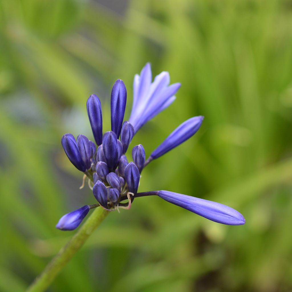 Agapanthe Northern Star