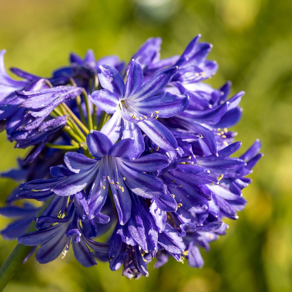 Agapanthe Northern Star