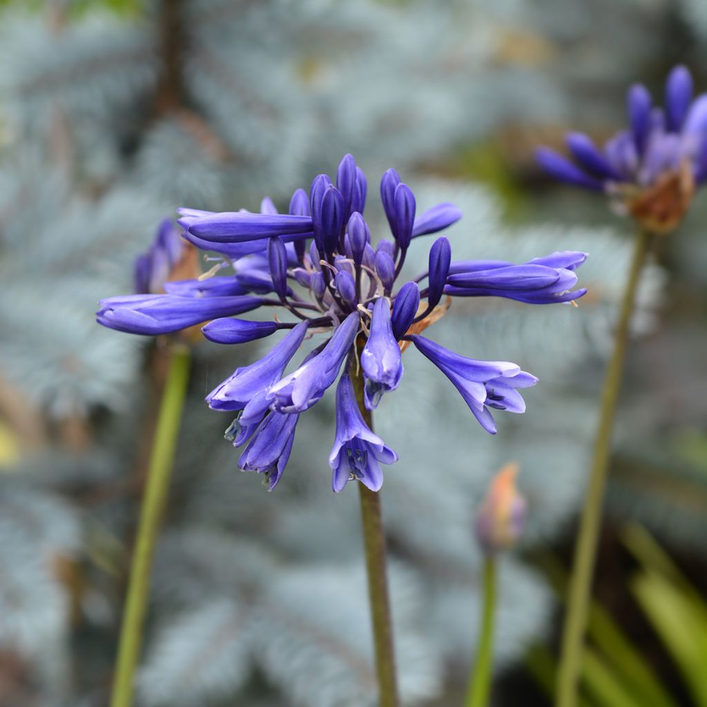 Agapanthe Northern Star