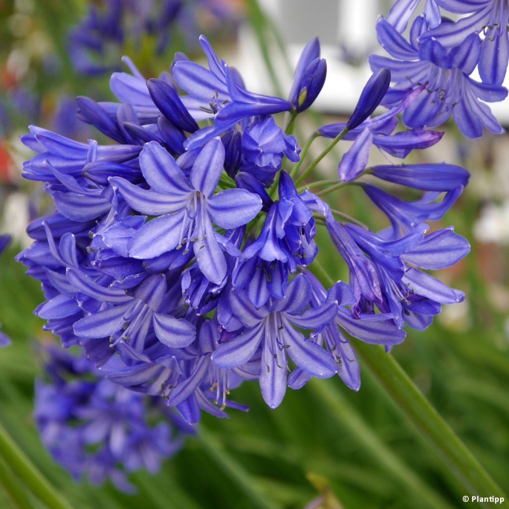 Agapanthe Northern Star