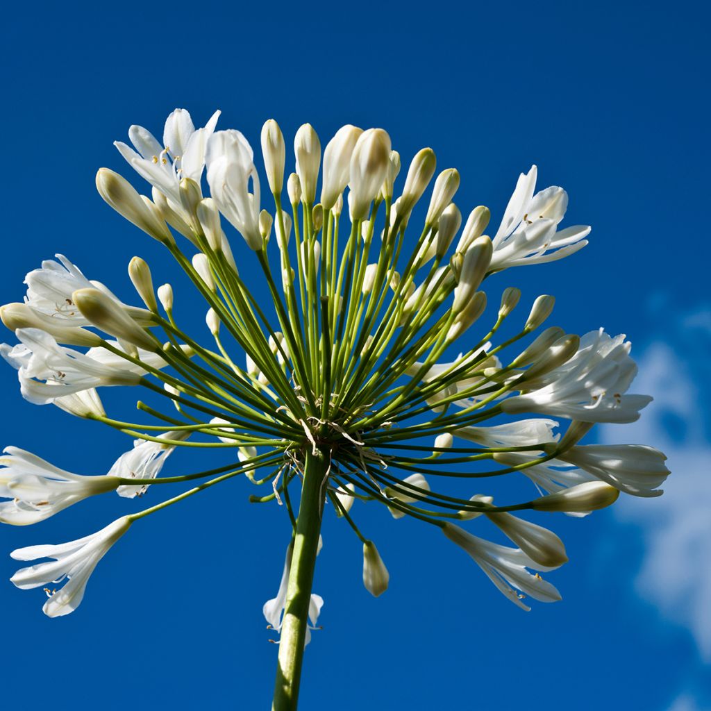 Agapanthe Polar Ice