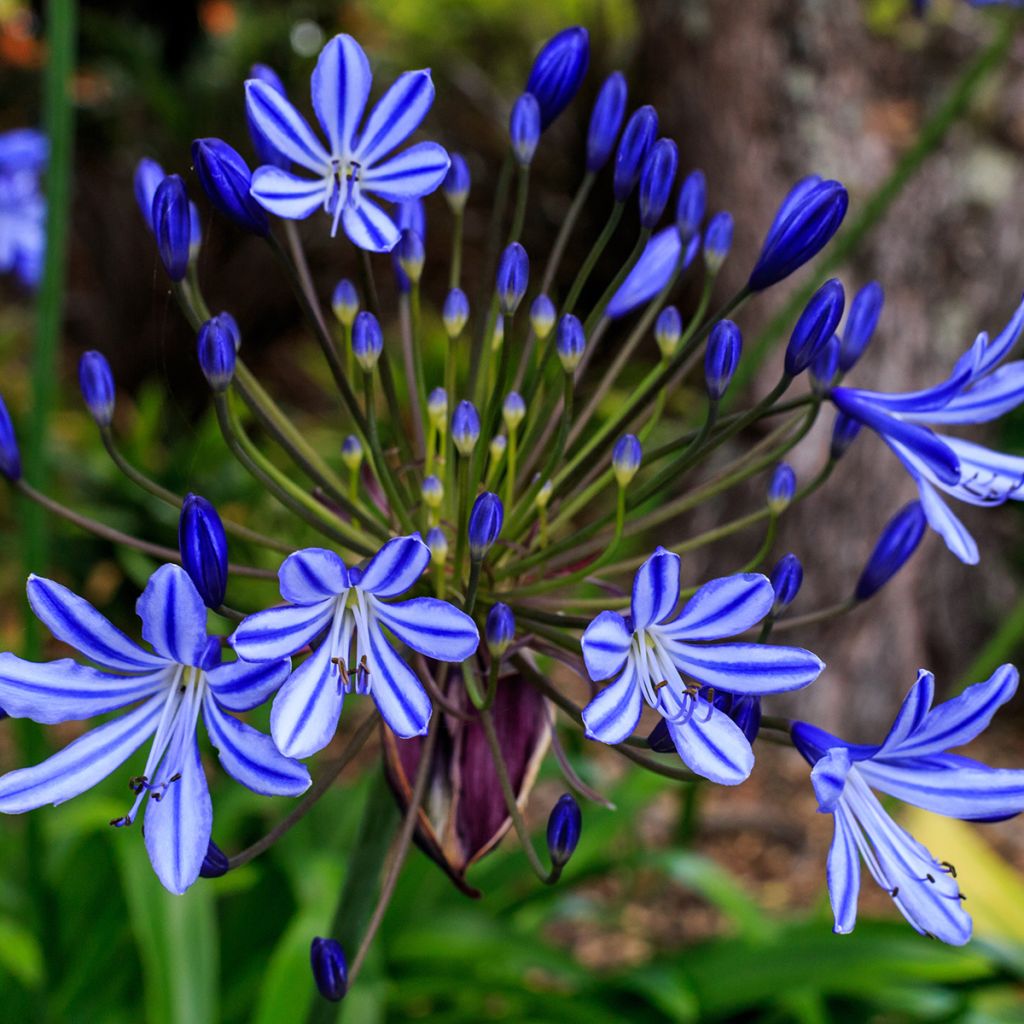 Agapanthe Purple Cloud