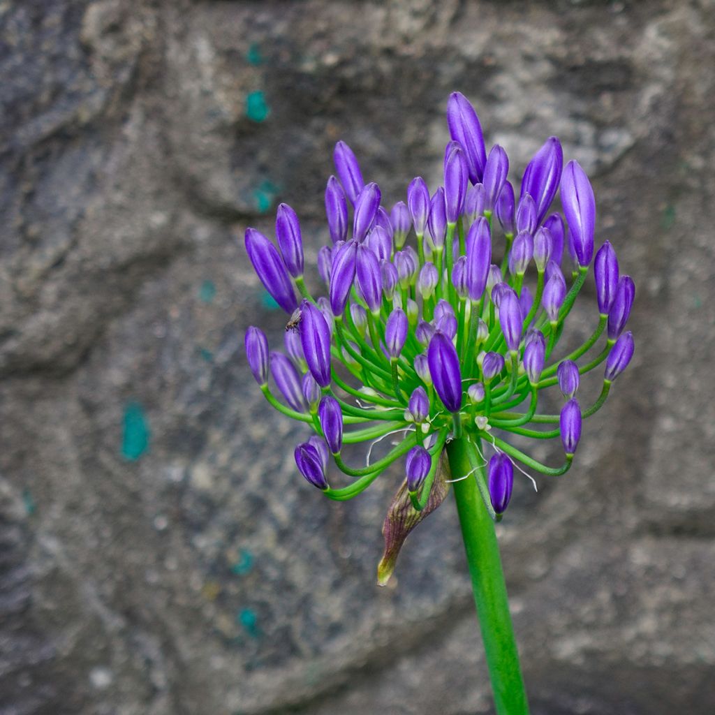 Agapanthe Purple Cloud