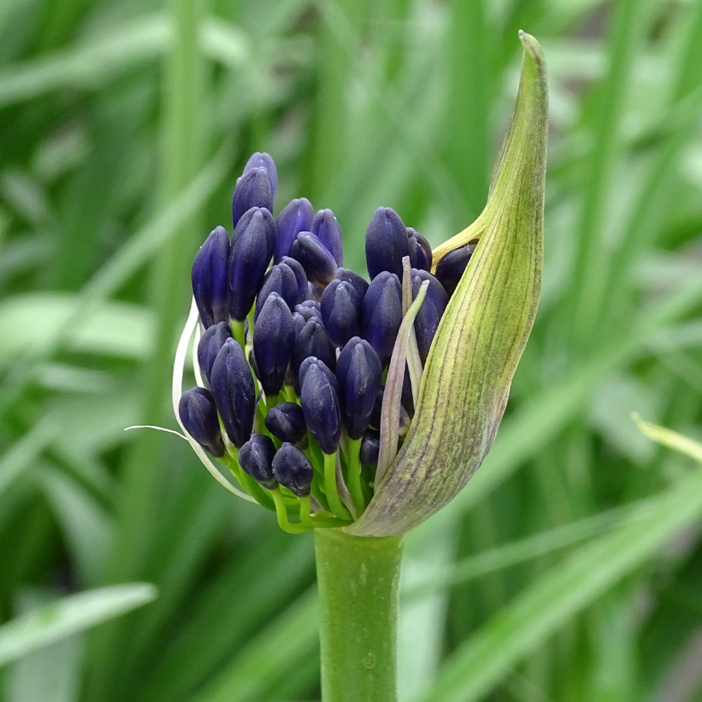 Agapanthe Royal Velvet