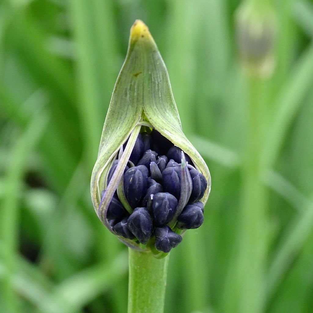 Agapanthe Royal Velvet