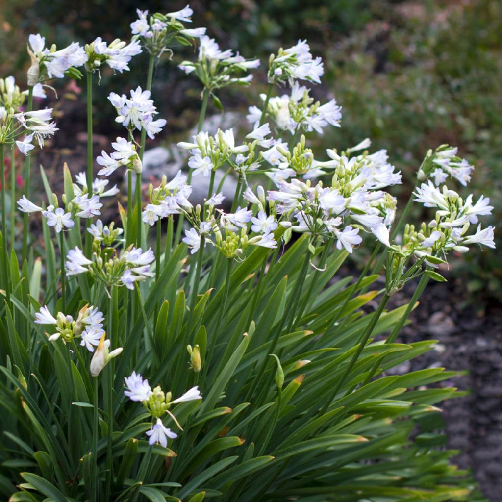 Agapanthe Silver Baby