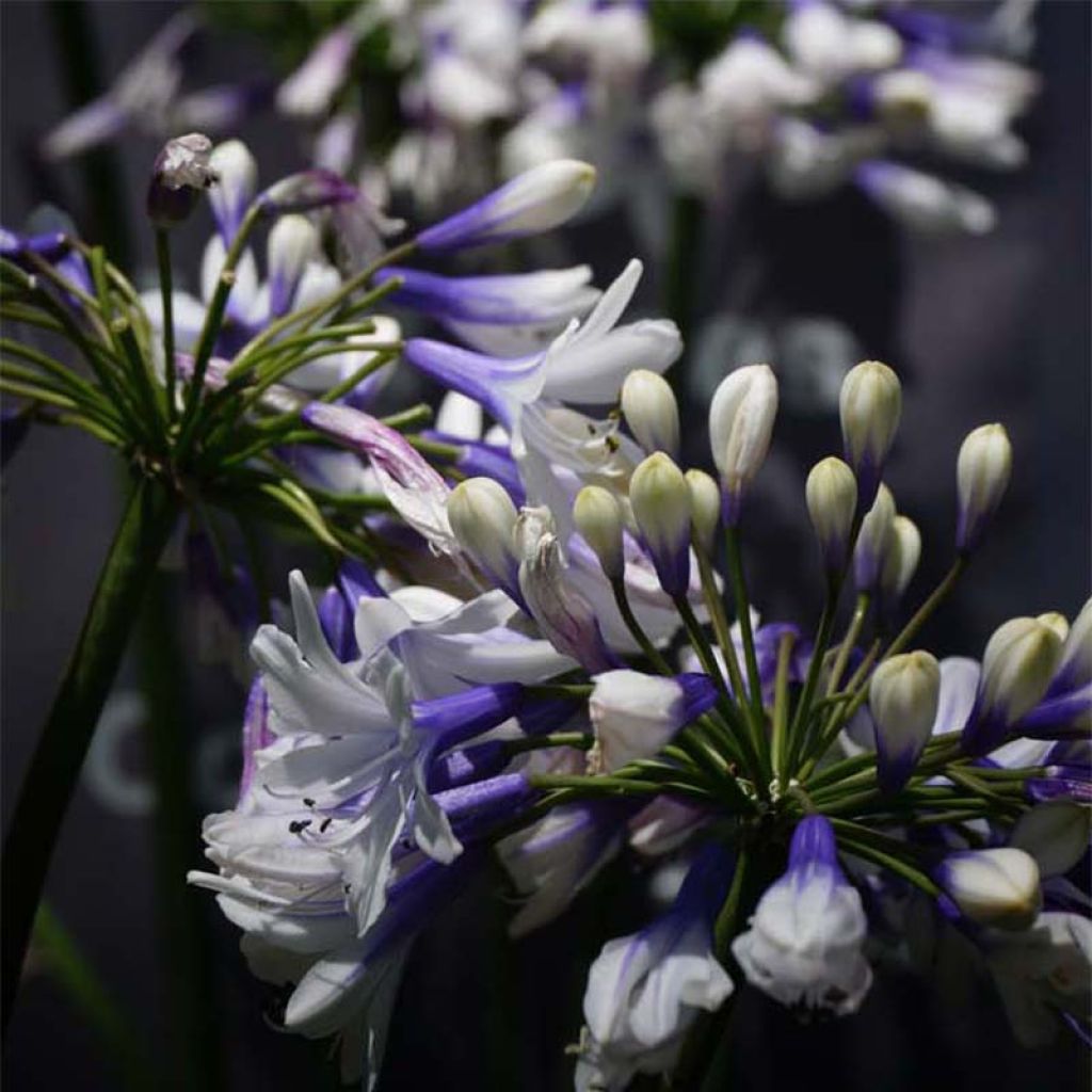 Agapanthe Twister - Agapanthus4