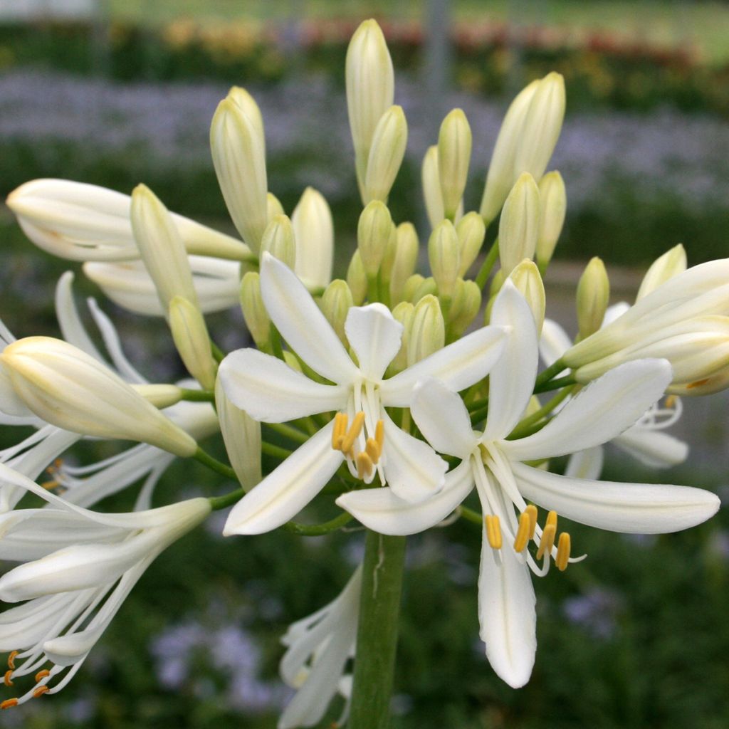 Agapanthe White Baby