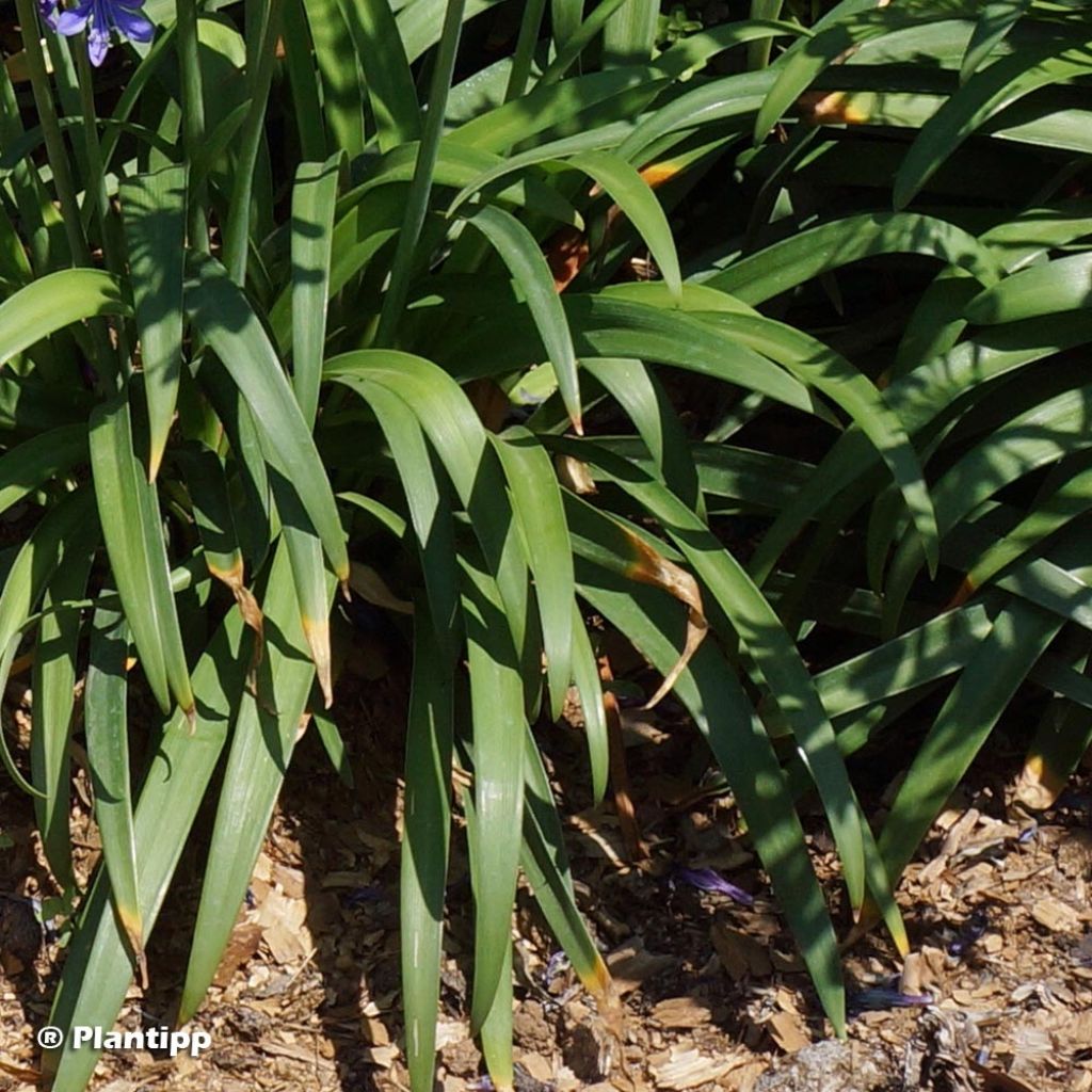 Agapanthe hybride Ever Sapphire